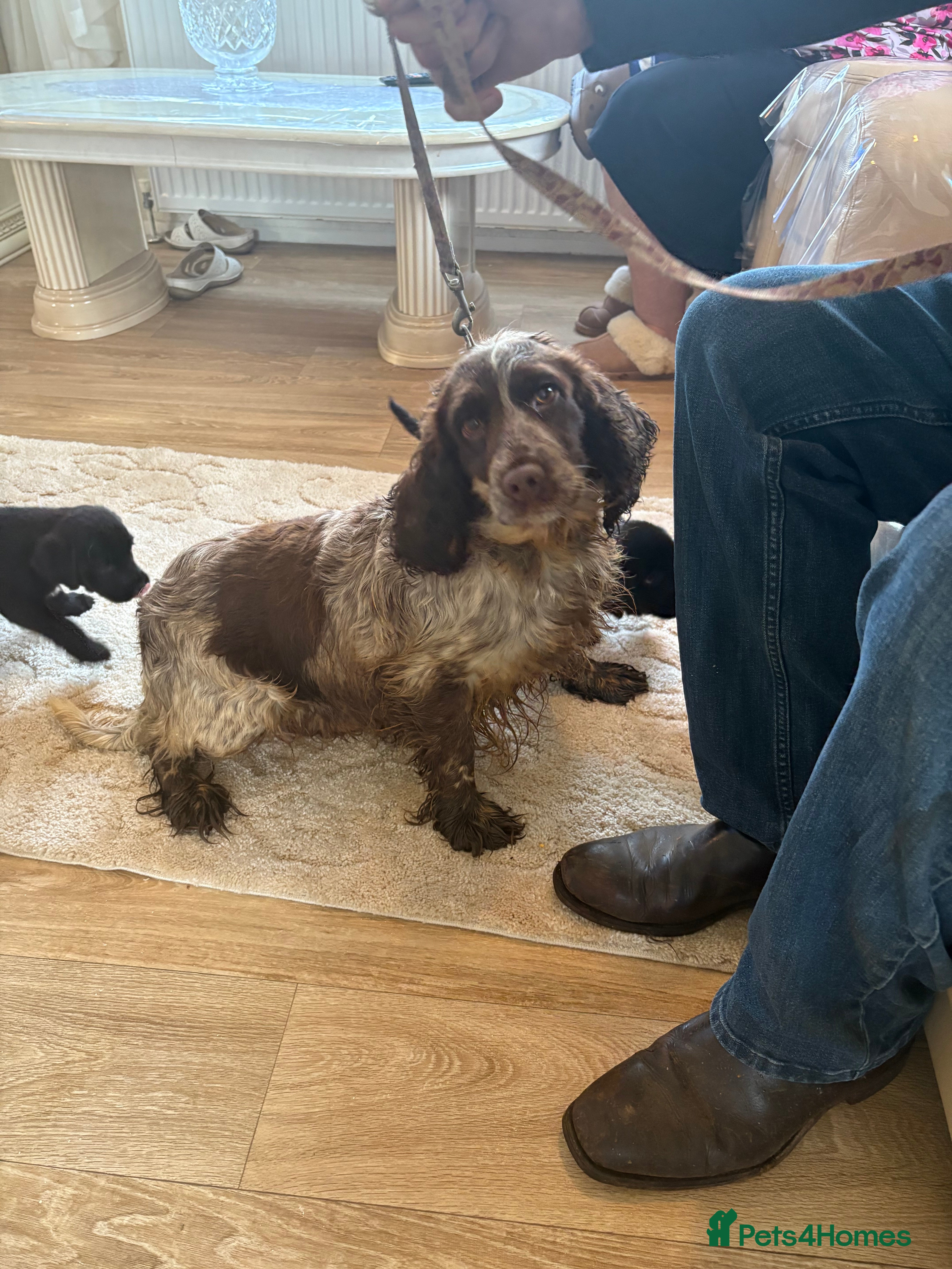 Mixed Breed dogs Cocker spaniel / border terrier  - Advert 17