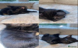 Bengal cats for sale: 5 Bengal Kittens (snow, brown, black) - Image 12