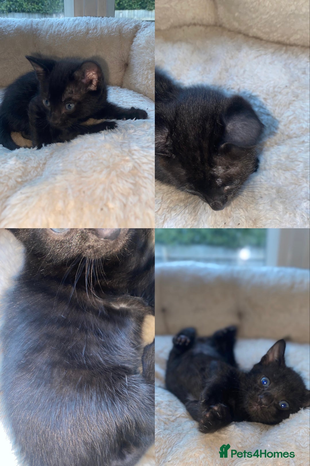 Bengal cats for sale: 5 Bengal Kittens (snow, brown, black) - Image 12