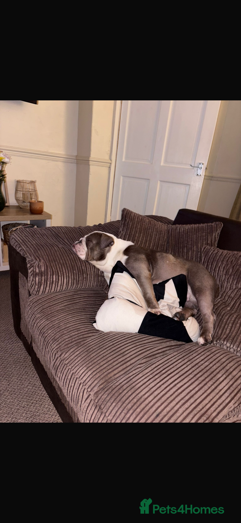 English Bulldog dogs Female bulldog £250 pet price - Advert 5