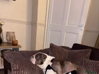 English Bulldog dogs Female bulldog £250 pet price - Advert 5