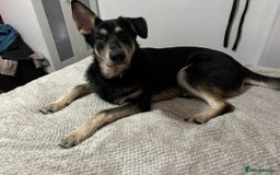 Mixed Breed dogs for adoption: Meet BENJI2 - a Lovely young Boy for a Loving Home - Image 8