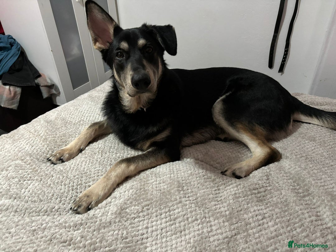 Mixed Breed dogs for adoption: Meet BENJI2 - a Lovely young Boy for a Loving Home - Image 8