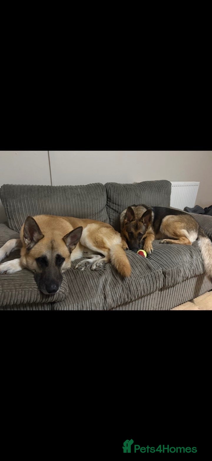 Mixed Breed dogs 8 beautiful healthy  puppies ,  German shepherd  - Advert 2