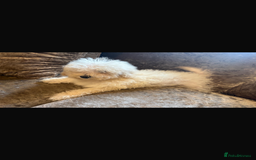 Poochon dogs for sale: Beautiful cheeky poochon puppys  - Image 9