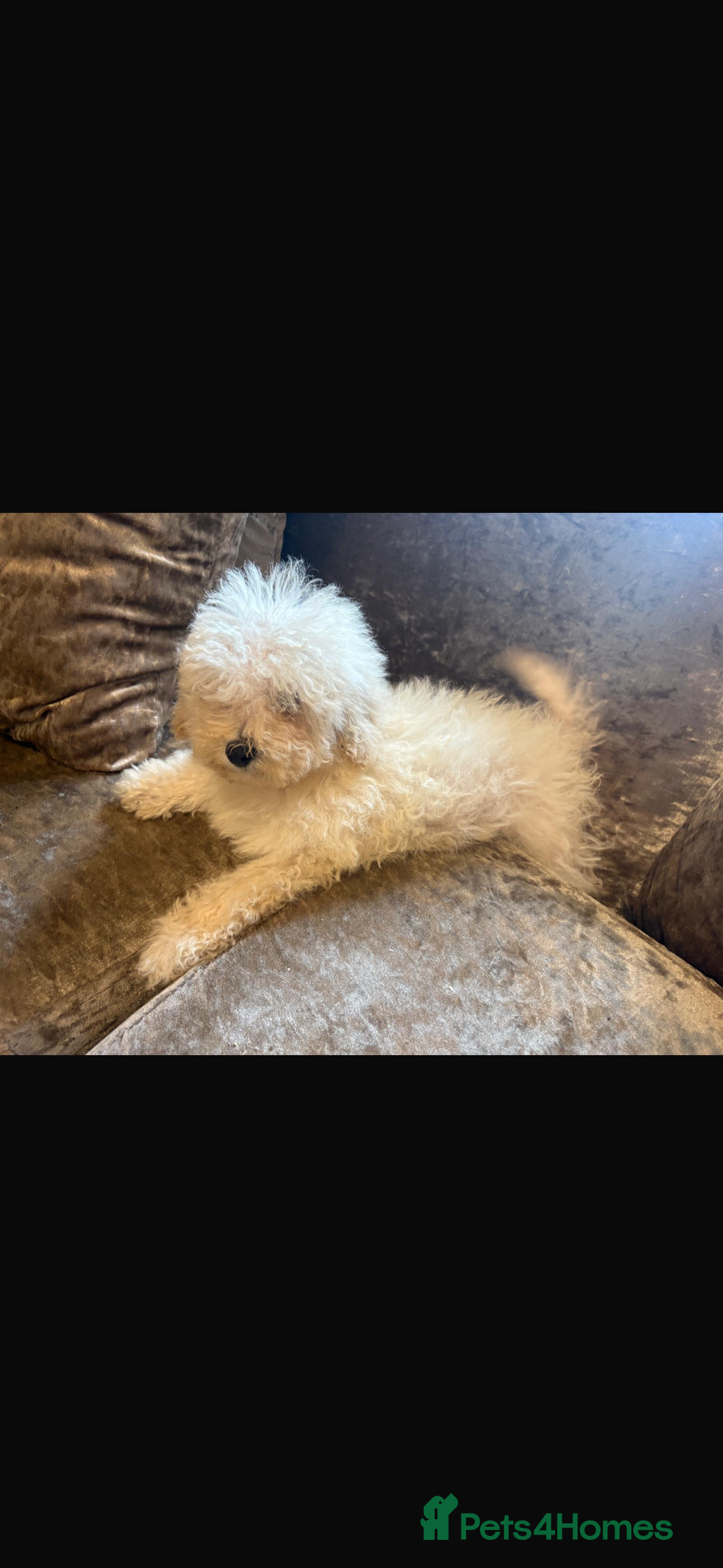 Poochon dogs for sale: Beautiful cheeky poochon puppys  - Image 9