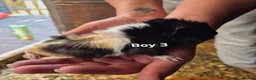 Guinea Pig rodents for sale: Mixed litter of Guinea pigs - Advert 19