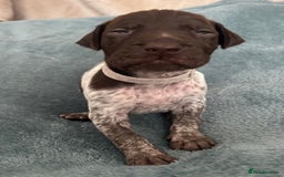 German Shorthaired Pointer dogs for sale: Pure GSP Puppies For Sale - Image 8