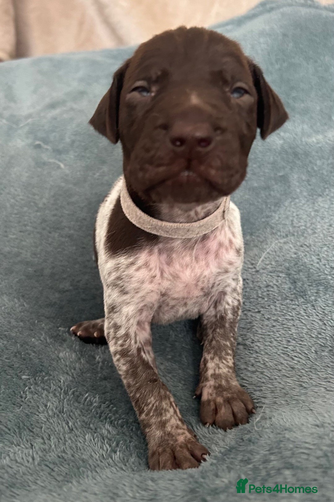 German Shorthaired Pointer dogs for sale: Pure GSP Puppies For Sale - Image 8