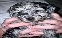 Cockapoo dogs for stud: F1 Blue Phantom merle Cockerpoo standing at stud in Basildon - Image 37