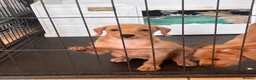 Mixed Breed dogs for sale: Just one Pootalian girl left - Advert 4