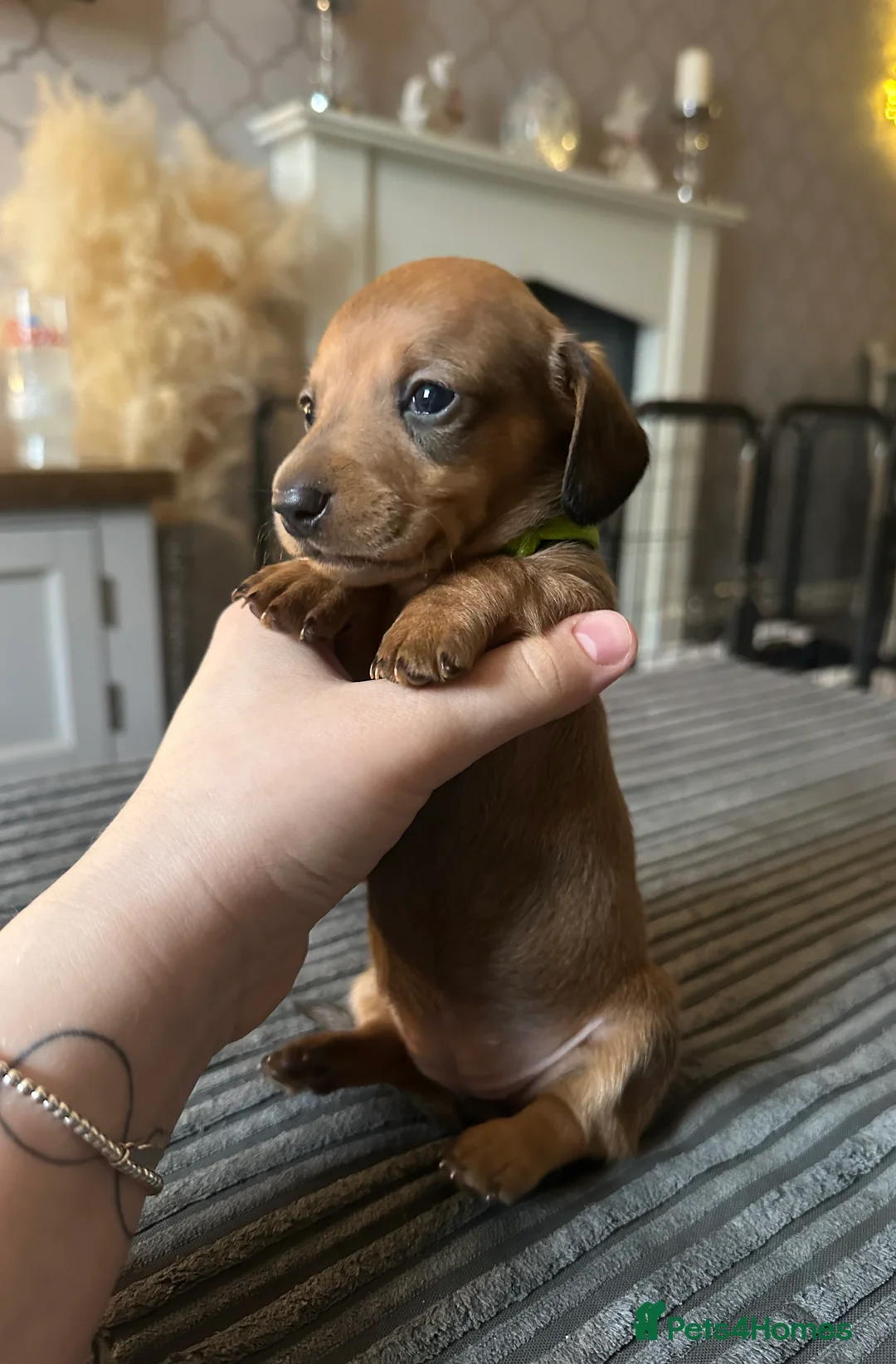 Miniature Dachshund dogs for sale: Long haired miniature dachshunds - Advert 1