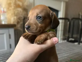 Miniature Dachshund dogs Long haired miniature dachshunds - Advert 17