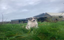 Border Collie dogs for sale: Playful pups - Image 1