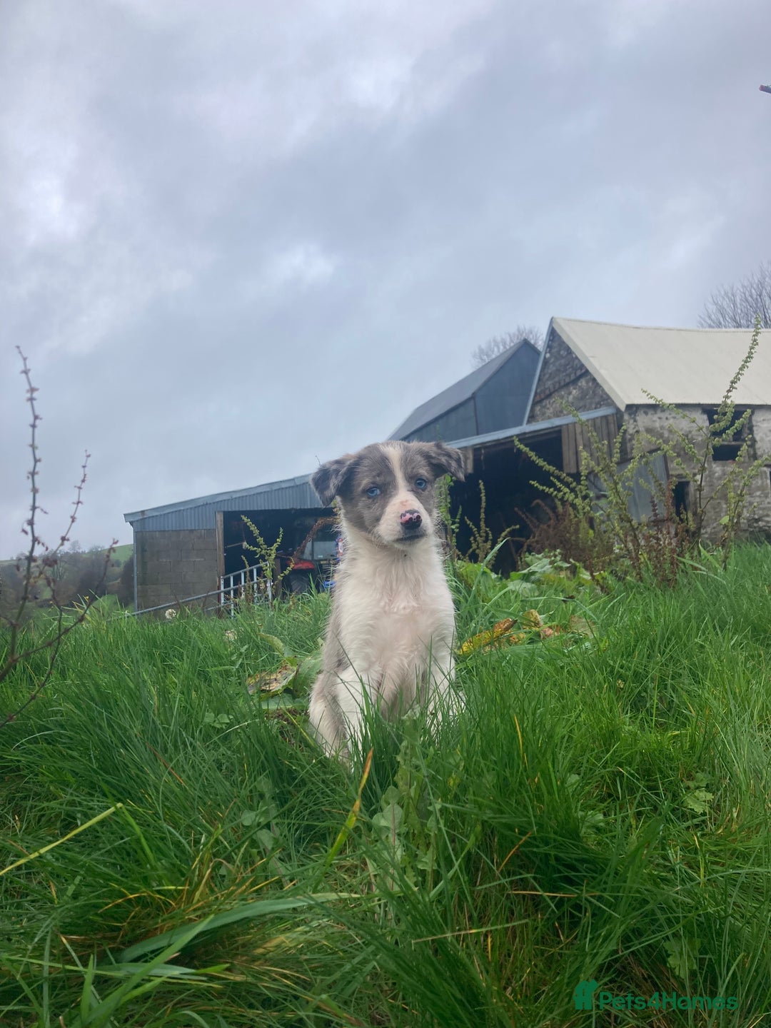 Border Collie dogs for sale: Playful pups - Image 1