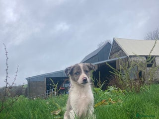 Border Collie dogs for sale - Advert 1