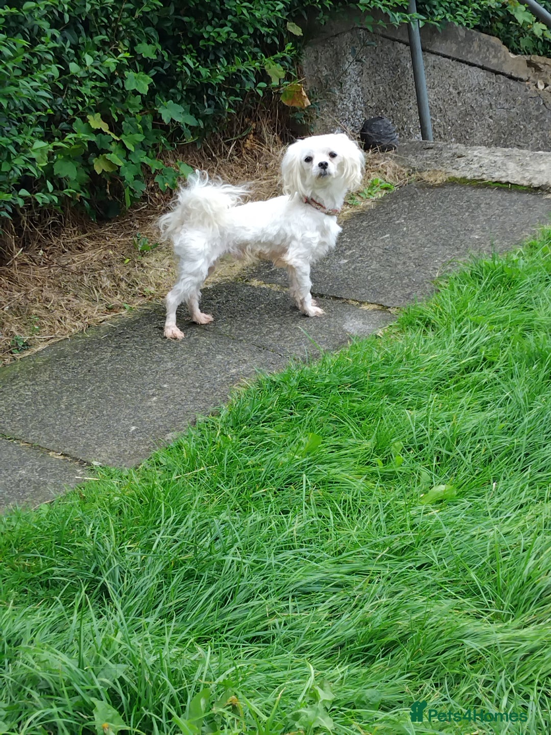 Maltese dogs for sale: Maltese male 4 year old  - Image 1