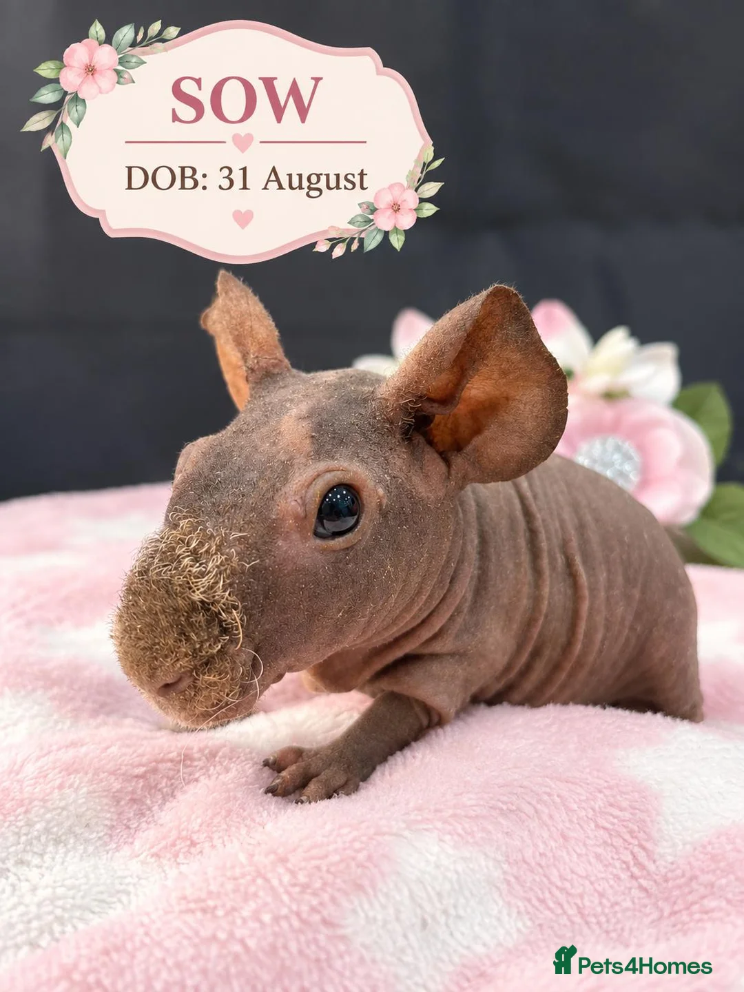 Guinea Pig rodents for sale: Purebred skinny pigs 💥 - Advert 2