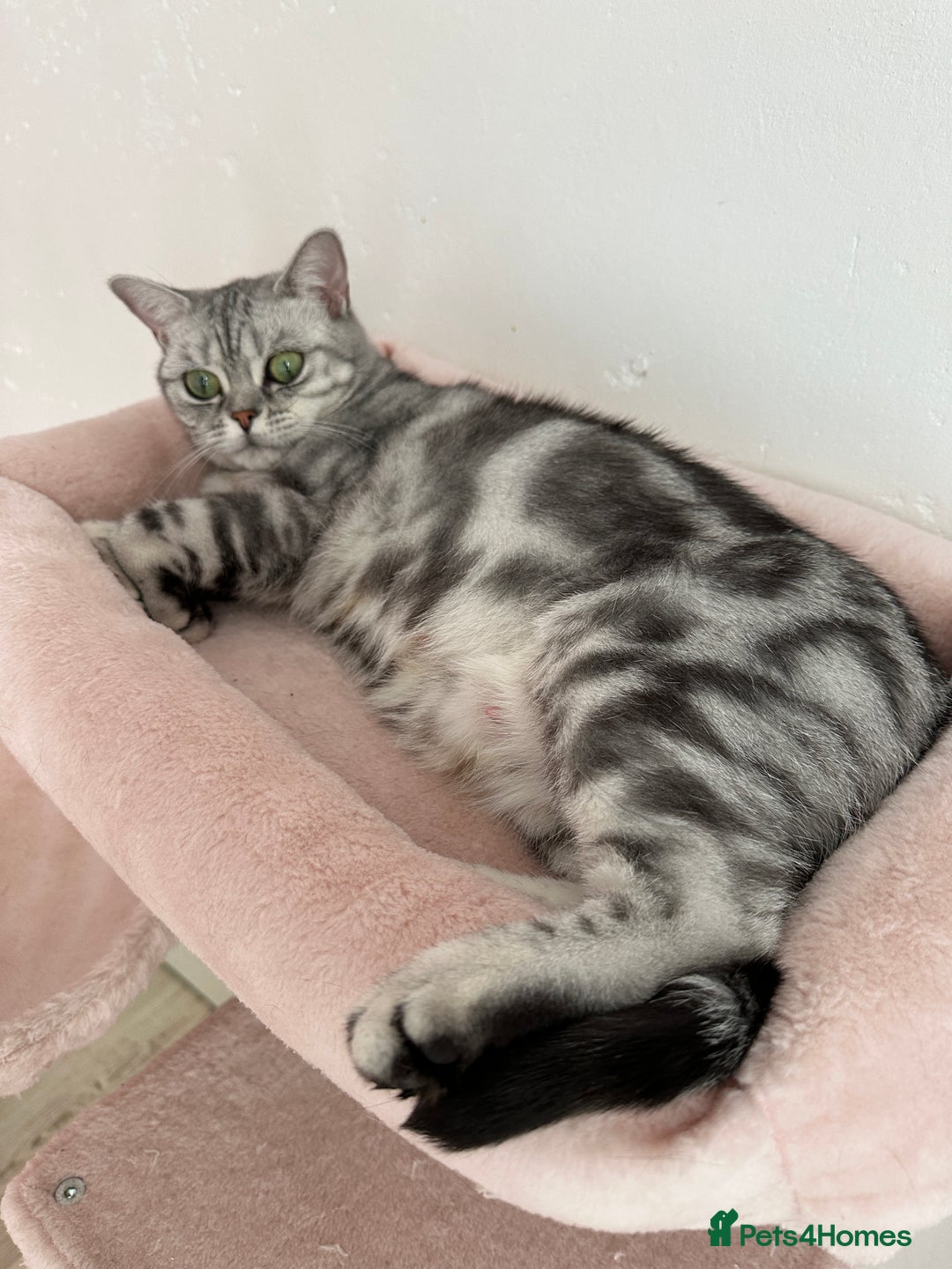 British Shorthair cats for sale: Silver Tabby BSH GCCF registered Kittens - Image 26