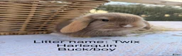 Mini Lop rabbits for sale: New babies available!! Gorgeous mini Lop babies  - Advert 22