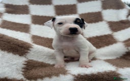 Jack Russell dogs for sale: 5 true to type jack russels  - Image 16