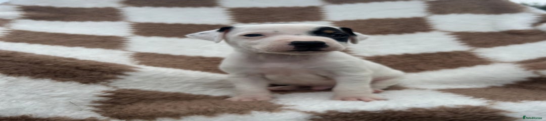 Jack Russell Puppy 2