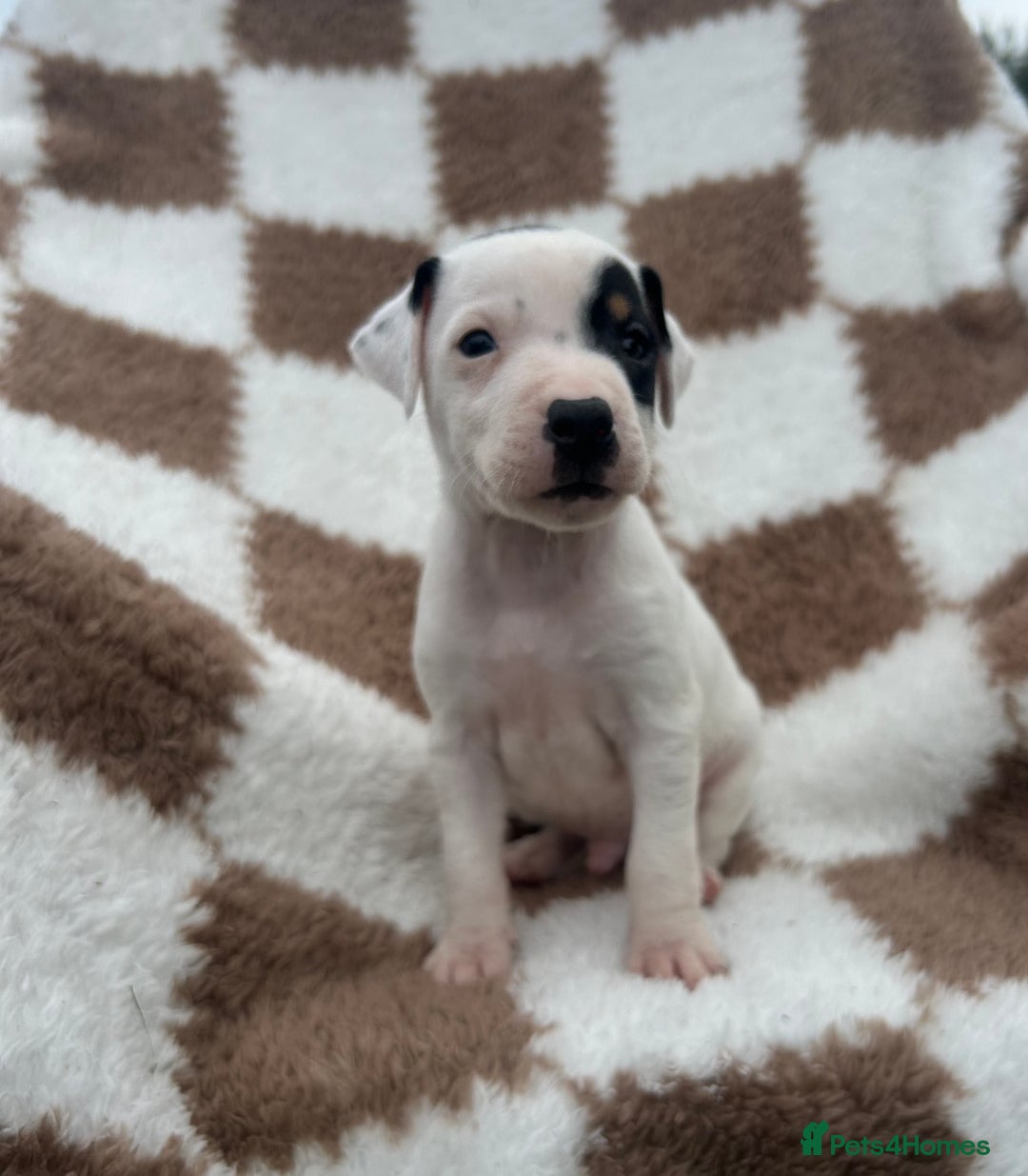 Jack Russell dogs for sale: 5 true to type jack russels  - Image 16