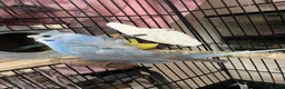 Budgerigars birds for sale: Stunning RARE Hagoromo/ Helicopter budgies - Advert 4