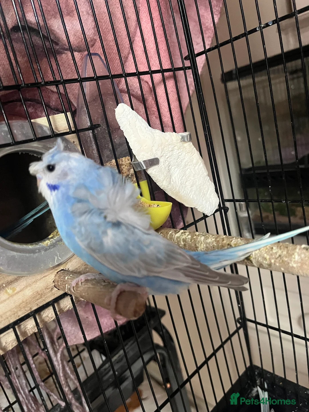 Budgerigars birds for sale: Stunning RARE Hagoromo/ Helicopter budgies - Advert 4