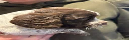 Cocker Spaniel dogs for sale: Beautiful cocker spaniel puppies - Advert 2