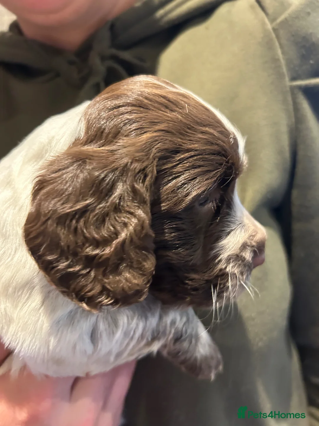 Cocker Spaniel dogs for sale: Beautiful cocker spaniel puppies - Advert 2