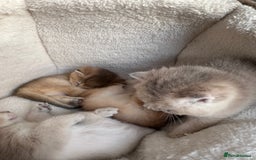 British Shorthair cats for sale: British Shorthair Golden & Bluegolden kitten GCCF - Image 15