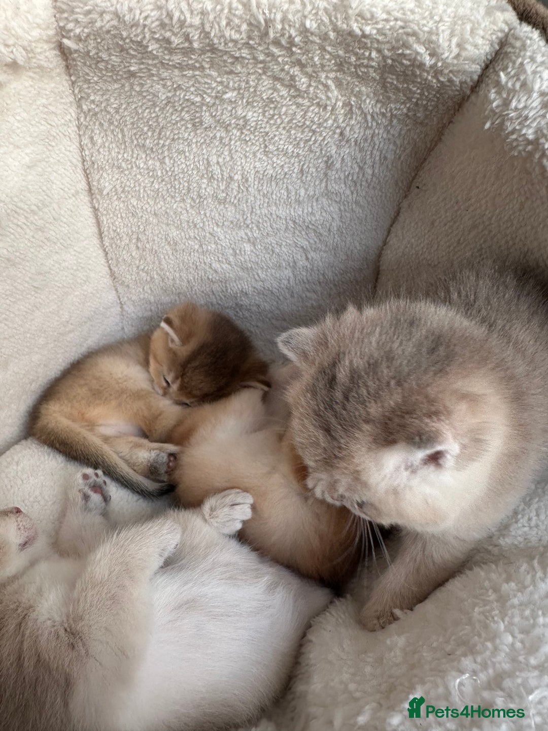 British Shorthair cats for sale: British Shorthair Golden & Bluegolden kitten GCCF - Image 15