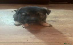 Mixed Breed dogs for sale: 1 male German shepherd x border collie  - Image 12