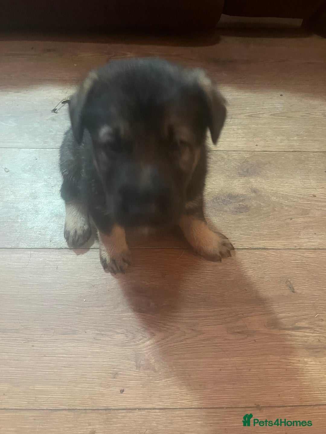 Mixed Breed dogs for sale: 1 male German shepherd x border collie  - Image 12