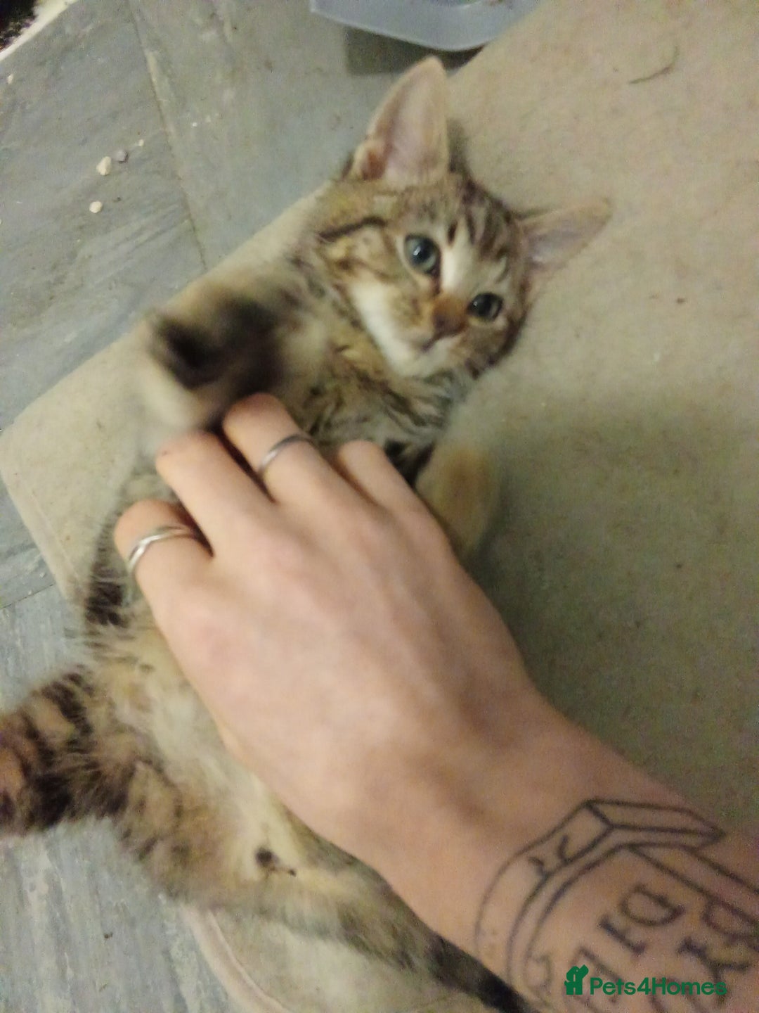 Mixed Breed cats for sale: Adorable kitten for urgent rehoming!! - Advert 2