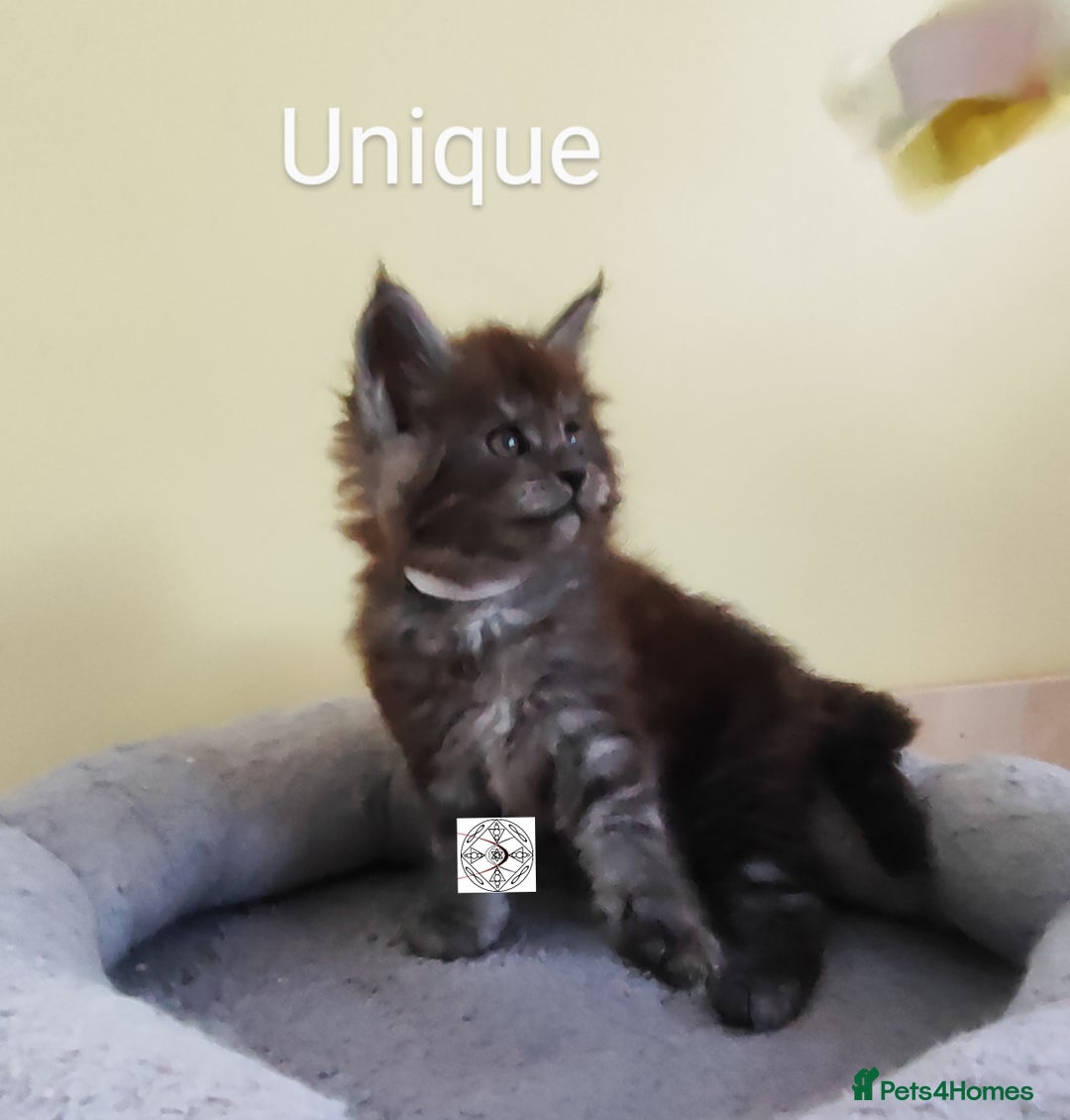 Maine Coon cats for sale: Absolutelly gorgeous kittens  - Image 5