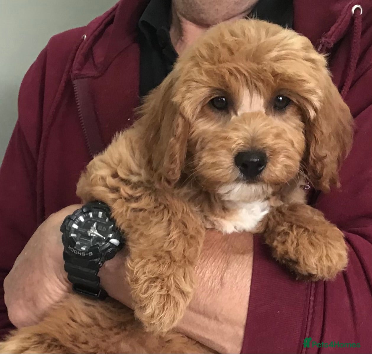 Labradoodle dogs READY….F1B Mini Labradoodle Puppies - Advert 2
