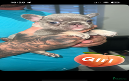 French Bulldog dogs for sale: French bulldogs  - Image 14