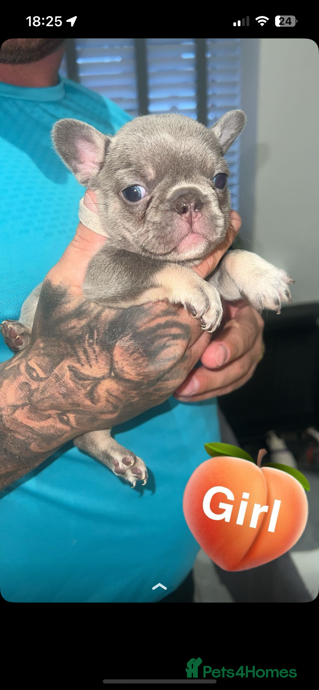 French Bulldog dogs for sale: French bulldogs  - Image 14