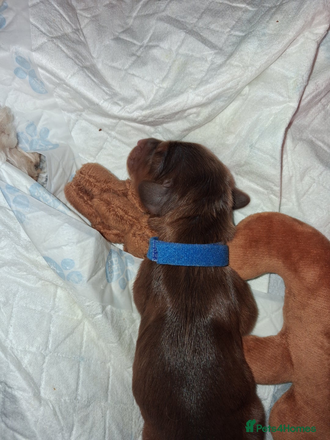 Cockapoo dogs for sale: Cockapoo puppies F2 - Advert 18