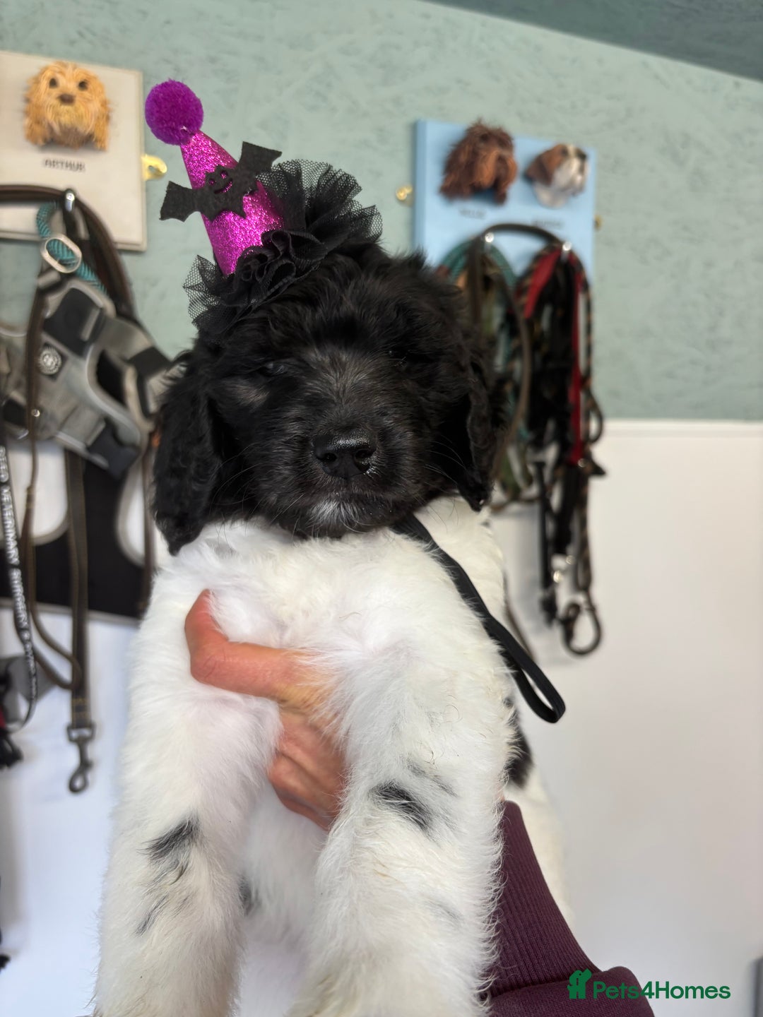 Bernedoodle dogs for sale: F1b St Berdoodle pups 1 boy left  - Advert 31