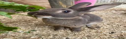 Guinea Pig rodents for sale: Beautiful, Well Handled Mini Rex Doe - Advert 4