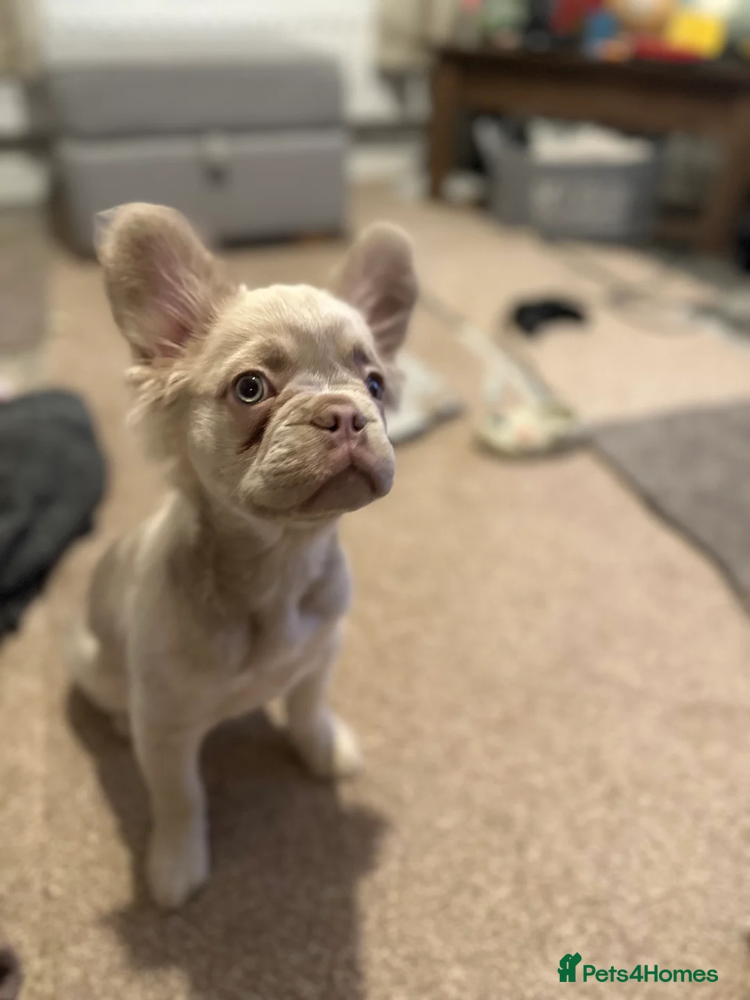 French Bulldog dogs for sale: Fluffy frenchie  in Redditch - Advert 3