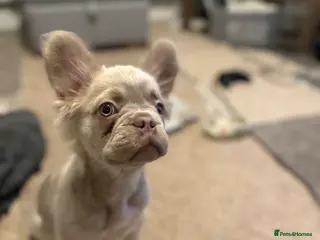 French Bulldog dogs Fluffy frenchie - Advert 8