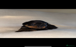 Rottweiler dogs for sale: Stunning Rottweiler puppies  - Image 23
