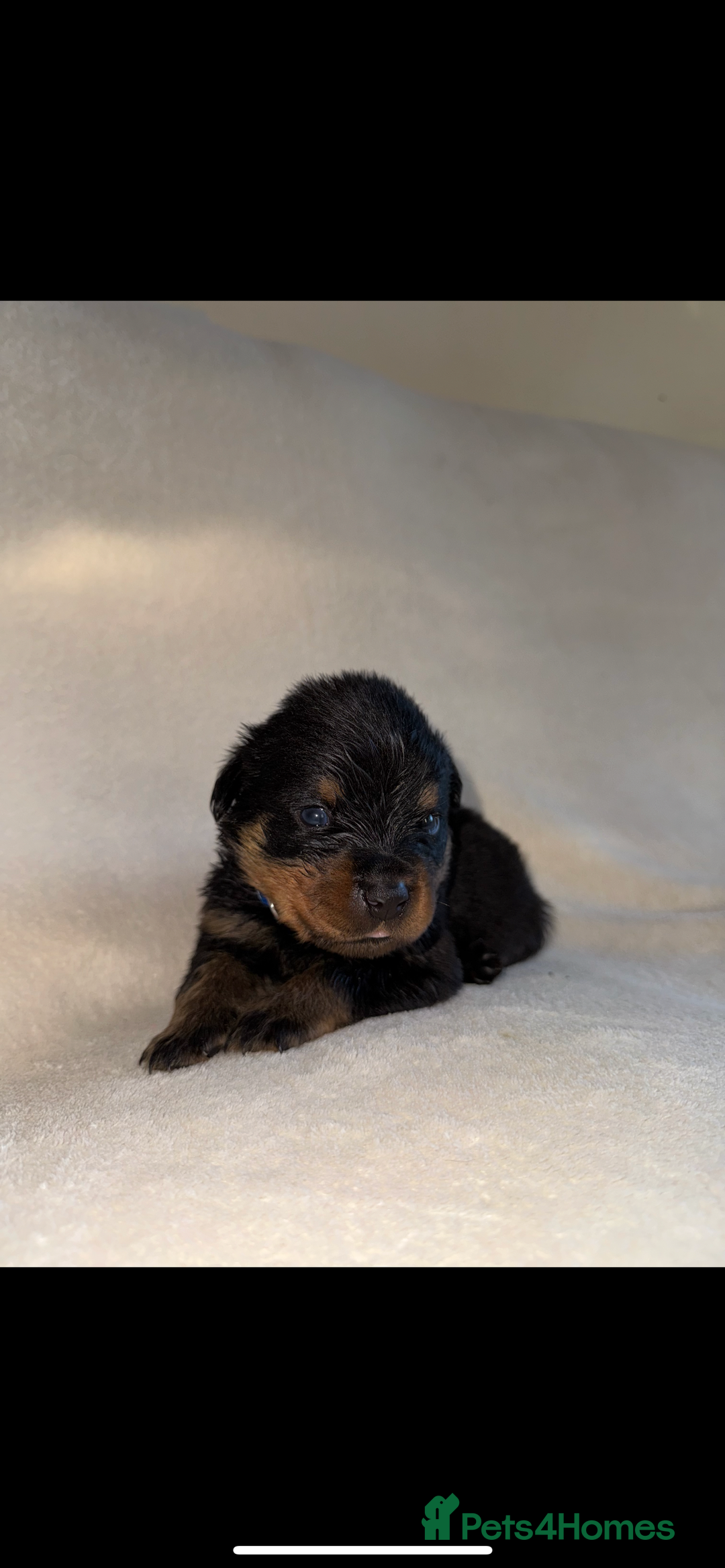 Rottweiler dogs for sale: Stunning Rottweiler puppies  - Image 23