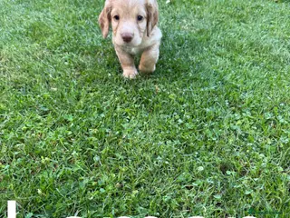 Cocker Spaniel dogs Cockers - Advert 5