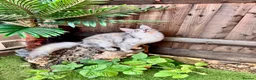 Maine Coon cats for sale: 🌟🌟Jadore  – Beautiful Girl Maine Coon 🌟🌟 - Advert 5
