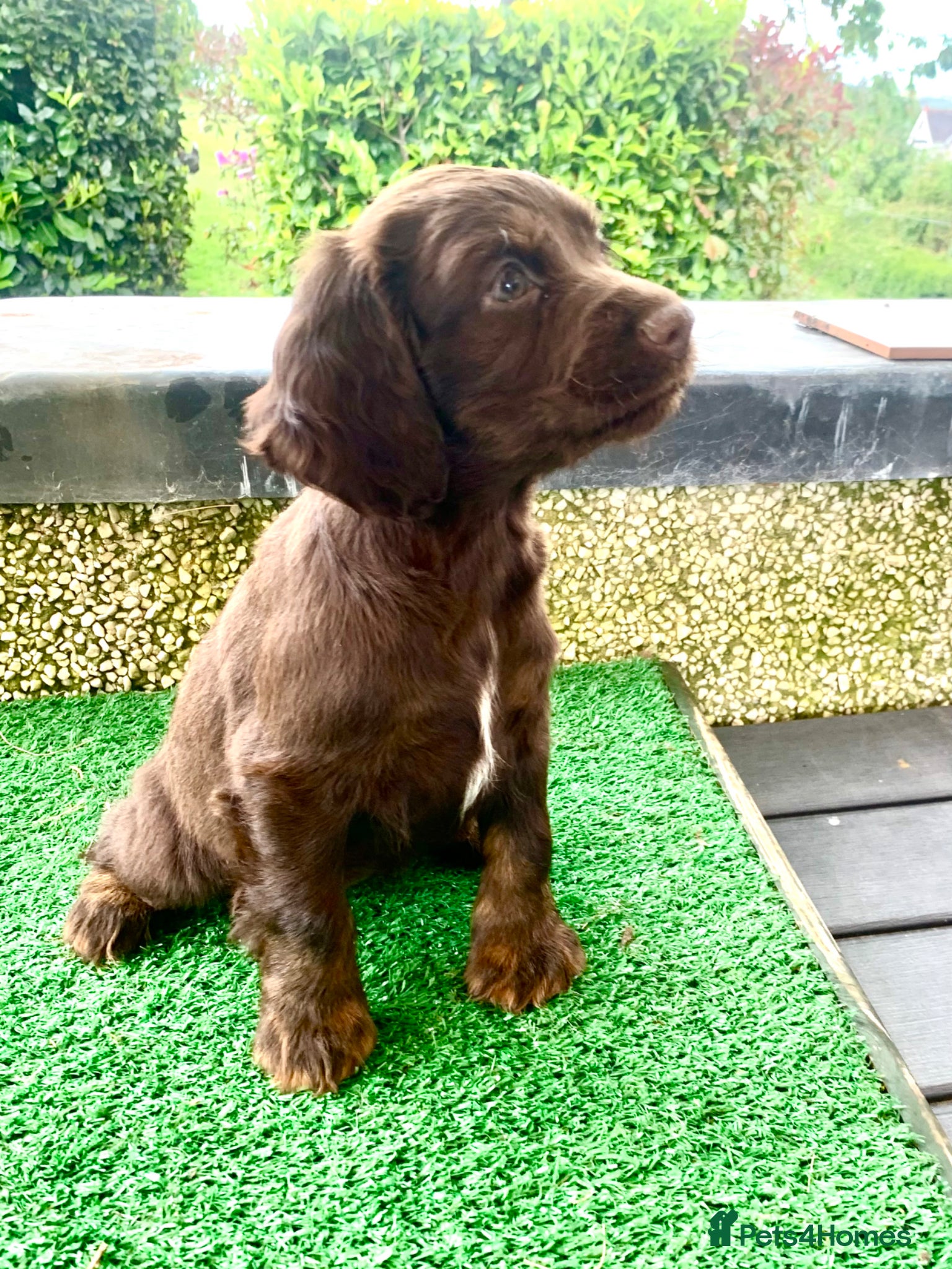 Cocker Spaniel dogs Sired from British Champion - Advert 12
